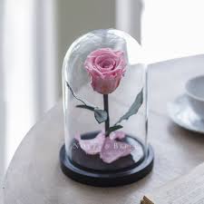 Tras el naufragio de sus navíos, un mercader arruinado debe exiliarse al campo con sus seis hijos. Rose La Belle Et La Bete Une Rose Sous Cloche Enchantee Notta Belle