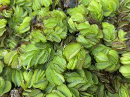 Image result for Salvinia hastata