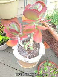 Maybe you would like to learn more about one of these? Sempervivum Forum Need Help With Paddle Plant Garden Org