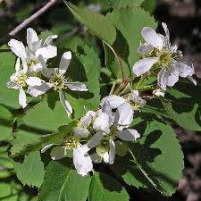 Image result for Amelanchier alnifolia