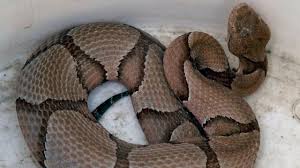 Prepared by alvin braswell 26 may 2016. Officials Copperhead Snake Found Outside Mineola Auto Body Shop Newsday