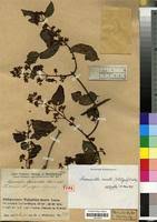 Image result for Hippocratea crenata