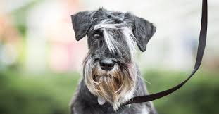 Long haired small white dog breeds 1. Long Haired Dogs Top Breeds And Grooming Needs Petfinder