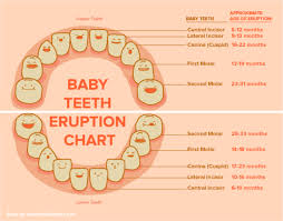 38 Printable Baby Teeth Charts Timelines Template Lab