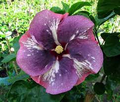 Hibiscus Kilimanjaro Hibiscus Plant Hibiscus Growing Hibiscus