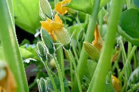 Image result for Cucurbita pepo