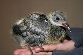 Check spelling or type a new query. How To Feed A Baby Pigeon Quora