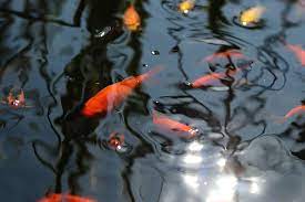 ( in internet ) ab wann ´sie geschlechtsreif sind. Wann Laichen Goldfische Im Teich Fortpflanzung Vermehrung Gartendialog De