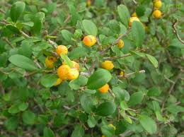 Image result for Diospyros usambarensis