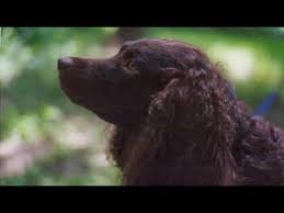 Browse thru our id verified puppy for sale listings to find your if you are unable to find your puppy in our puppy for sale or dog for sale sections, please consider looking thru thousands of dogs for adoption. American Water Spaniel Youtube