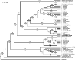 Misalnya saja biaya kesehatan, perbaikan rumah. Aymoreana Nelsonioideae Acanthaceae A New Genus Endemic To Brazil