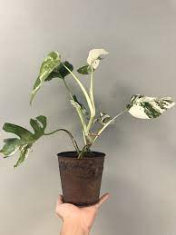 Furthermore, some even sell online only. Rare White Variegated Monstera Deliciosa Borsigiana