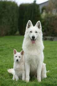 German shepherds for sale in british columbia. Berger Suisse Puppy Dog Pictures Dog Lovers White Shepherd