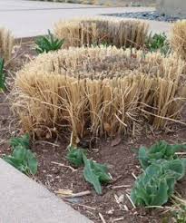Getting The Most From Ornamental Grasses High Country Gardens Tall Ornamental Grasses Ornamental Grasses Grasses Landscaping