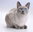 How Many Types of Siamese Cats Are There?