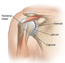 For the anterior part, transverse as for biceps. Bankart Lesion Of The Shoulder Joint
