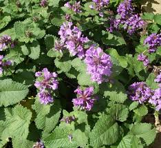 Image result for Sericostachys