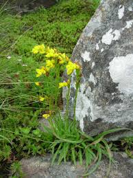 Image result for Schizochilus