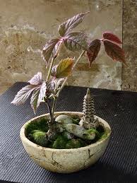 Image result for Cyphostemma heterotrichum