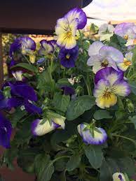 Maybe you would like to learn more about one of these? Home Flowertown Garden Center
