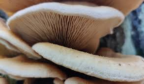 Image result for Paxillus panuoides