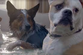 Does farmers insurance cover pets. Dogs Flood A Room To Synchronize Swim For Farmers Insurance Campaign Us