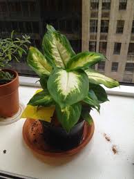 Indoor Gardening My Aerogarden And Houseplant Blog Dumb Cane Dieffenbachia Camilla Best Air Cleaning Plan Air Cleaning Plants Air Purifying Plants Plants