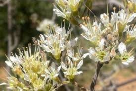 Image result for Rhigozum zambesiacum