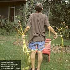 Image result for Cyperus alopecuroides