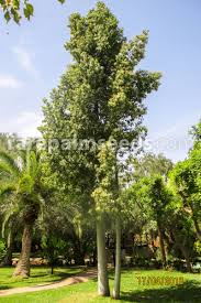 Image result for Brachychiton