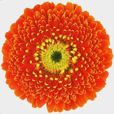 Image result for Gerbera