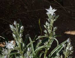 Image result for Gentianaceae