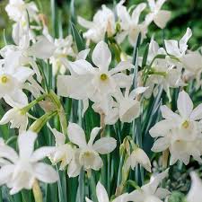 Thalia Daffodil In 2020 Daffodils Bulb Flowers Daffodil Flower