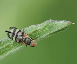 Image result for Kyphocarpa cruciata