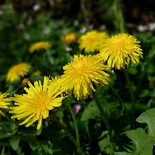 Image result for Taraxacum