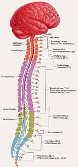 These give it the added surface area needed for. Spinal Cord Operative Neurosurgery