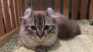 She is a red and white bicolor. How Much Does A Munchkin Cat Cost Let Me Show You With Examples Munchkin Cat Guide