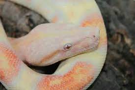 Pastel Coral Albino Boa Constrictor Pet Snake Snake Enclosure Boa Constrictor
