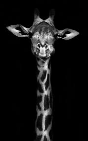 Kero I Am Animals Black And White Animal Photography Giraffe