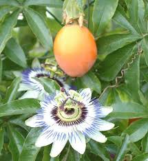 Pomme De Liane Fruit Des Antilles Trop Trop Bon Fruits Exotiques Passiflore Fruits Et Legumes