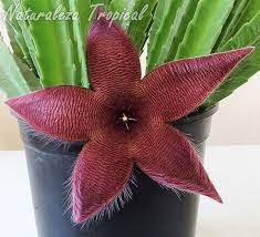 Este suele ser como hinchado o globoso y al crecer, se hace de forma más recta o columnar. Otra Estrella Para La Coleccion Stapelia X Grandiflora