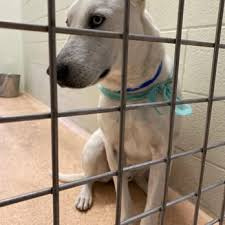 You can help homeless animals by adopting, donating or volunteering. Humane Society Of El Paso 41 Photos 26 Reviews Animal Shelters 4991 Fred Wilson Ave El Paso Tx Phone Number