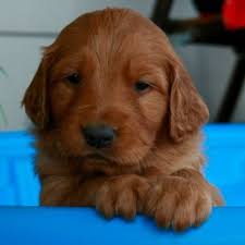 We have ict clear pups. Arkansas Golden Retriever Puppies For Sale Golden Retriever Retriever Puppy Puppy Litter