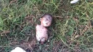 Free for commercial use no attribution required high quality images. Graphic Photos Body Of Newborn Baby Without Arms And Legs Found Dumped In A Forest The Truth