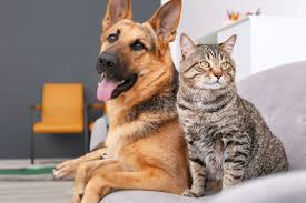 Dogs come when they're called; What S This Cat Lovers And Dog Lovers Agreeing On Something Yes Star Tribune