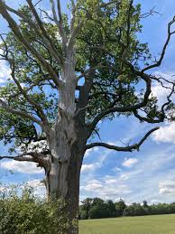 Marcello arrambide on twitter half dead half alive acacia tree. Jenny Seagrove On Twitter This All One Tree The Light Half Dead And The Dark Half Alive Never Seen That Before Lovetrees