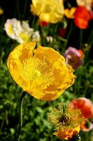 Spring Is Here Single Poppy In The Sunshine Toowoomba Flowers Www Monashgroup Com Au Flowers Poppies Carnival