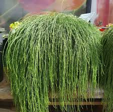 Image result for Casuarina glauca