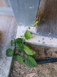 Image result for Tragia mazoensis