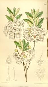 Image result for Landolphia cuneifolia